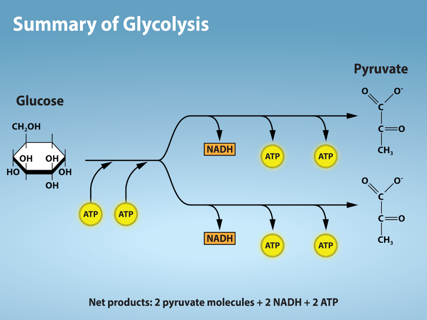 Figure 2.1.7. Glycolysis begins with an energy investment phase which requires 2 ATP to phosphorylate the starting glucose molecule. The 6-carbon intermediate is then split into 2, 3-carbon sugar molecules. In the energy recovery phase, each 3-carbon sugar is then oxidized to pyruvate with the energy transferred to form NADH and 2 ATP.