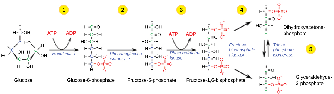 Figure 2.1.8. The first half of glycolysis uses two ATP molecules in the phosphorylation of glucose, which is then split into two three-carbon molecules.