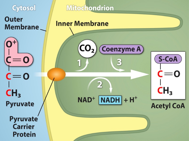 Figure 2.1.10. Upon entering the mitochondrial matrix, a multienzyme complex converts pyruvate into acetyl CoA. In the process, carbon dioxide is released, and one molecule of NADH is formed.