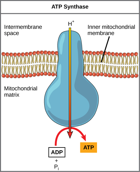 Figure 2.1.13. ATP synthase is a complex, molecular machine that uses a proton (H+) gradient to form ATP from ADP and inorganic phosphate (Pi). (Credit: modification of work by Klaus Hoffmeier). Biology 2e By Mary Ann Clark, Matthew Douglas, Jung Choi. OpenStax is licensed under Creative Commons Attribution License v4.0