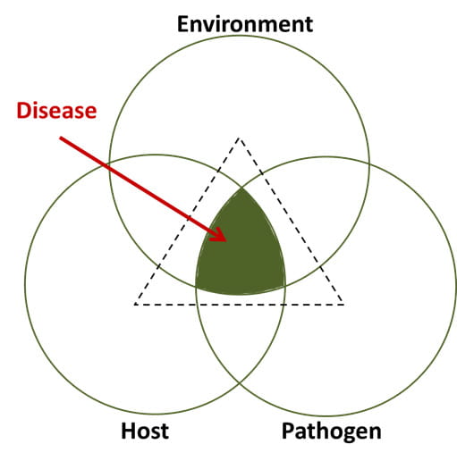 Arrow pointing to the triangle outlining combined areas of disease, host, and pathogenh