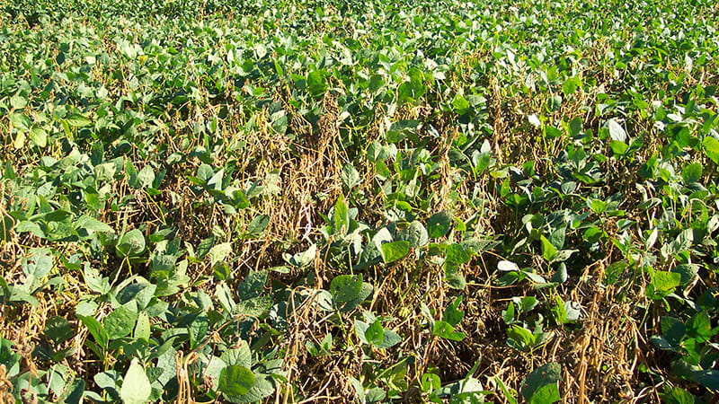 field of green plants with brown stems 