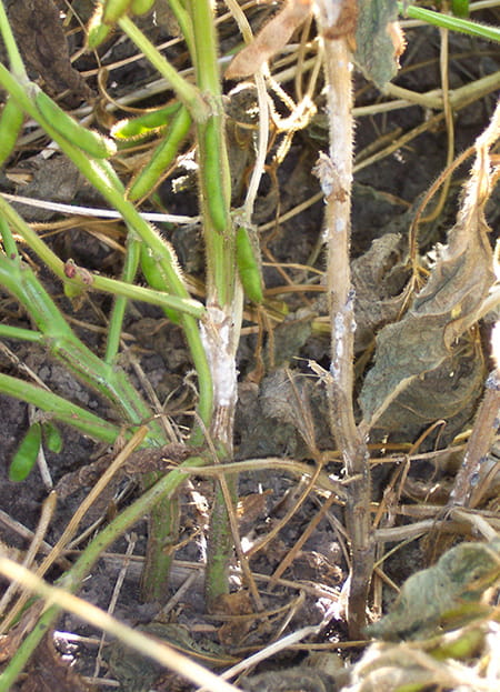 Close up view of plant with green leaves and brown stems