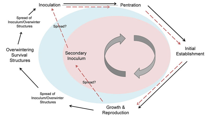 Black arrows in cycle: Inoculation, penetration, initial establishment, growth & reproduction, spread of inoculum/overwinter, overwintering survival structures, spread of inoculum/overwinter structures. Red arrows in cycle follow black but at growth & reproduction, goes to spread?, secondary inoculum, spread?, back to inoculation