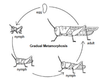 Cycle through egg, 3 sizes of nymph, adult grasshopper, back to egg