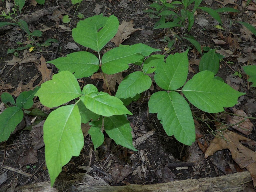 Green plant with 3 leaves