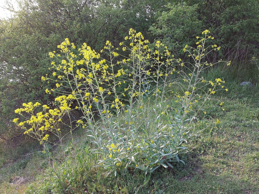Plant with tall thin stems with multiple small yellow flowers at the end of each stem.