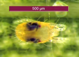 yellow mite with 2 black spots