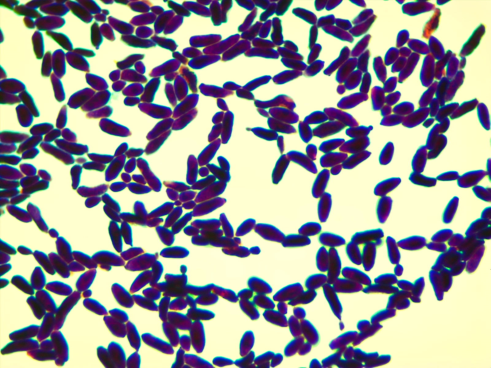 Light background with dozens of dark purple oblong cells.