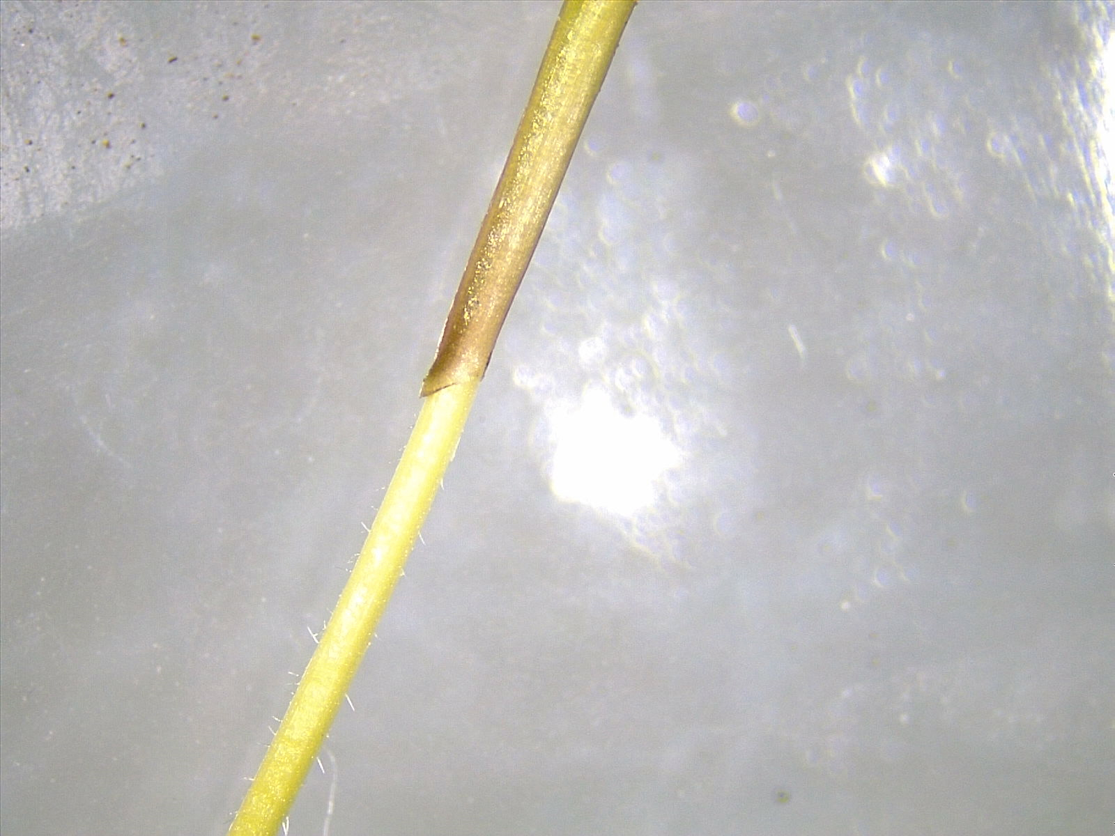 Light background with long, yellow and tan rod covered with tiny white, hairlike projections.
