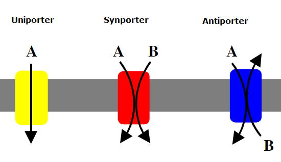 Three images represent ports that move ions or molecules across the plasma membrane. The left image is a yellow uniporter that transports one specific ion or molecule in one direction. The middle image is a red synporter that transports different ions or molecules in the same direction. On the right, a blue antiporter moves different ions and molecules across the plasma membrane in opposite directions.