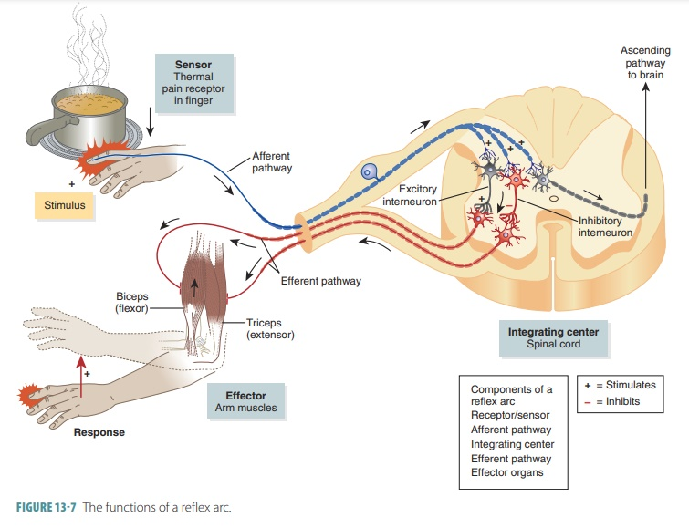 here are 5 basic components of a reflex arc:      Sensory receptor - which is closely associated with dendrites of sensory neurons, and reacts to a stimulus     Sensory (afferent) neuron - transmit the impulse from the receptor to the CNS (often the spinal cord, but sometimes the lower brain)     Integration centre - located in the CNS.  Usually one or more interneurons are involved in transmitting the impulse from the sensory neuron to the motor neuron. However, sometimes there are no interneurons, so the results is entirely predictable!     Motor (efferent) neuron - transmits the impulse from the CNS to the effector.     Effector - the organ of response such as the  muscle or gland. 