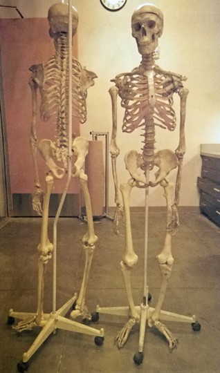 picture of skeleton, front and back