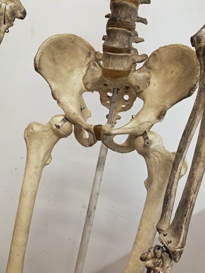 close up of pelvis, front view