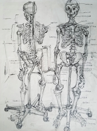 a pencil drawing of the skeleton front and back, labeled.