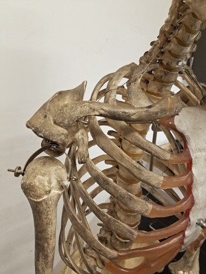 close up of shelf of the shoulder where the acromion process of the scapula meets the clavicle