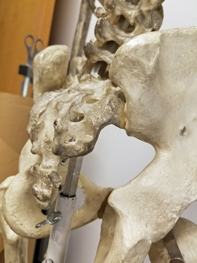 close view of sacrum and coccyx bones