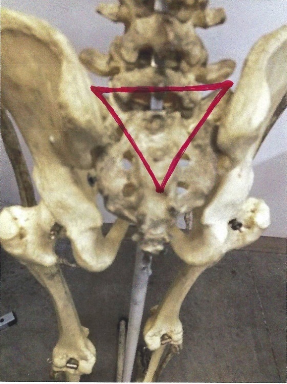 diagram of the sacral triangle, a major map point of the back view.