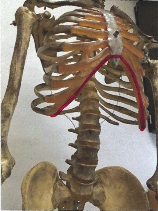 diagram of the thoracic arch of the rib cage, a major map point of the front body.