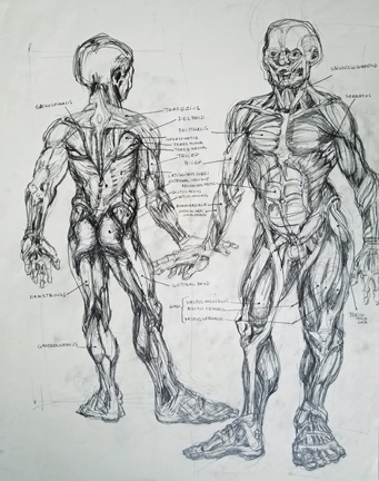 Drawing of the muscles, front and back, labeled