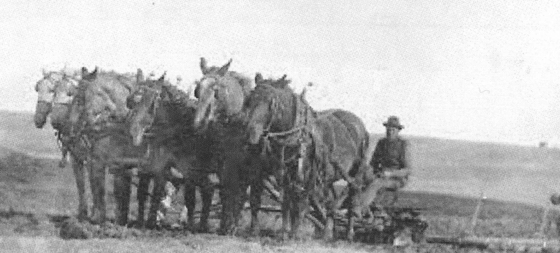 Farms farmer with 5 riding horses instead of the usual 2 draft horses