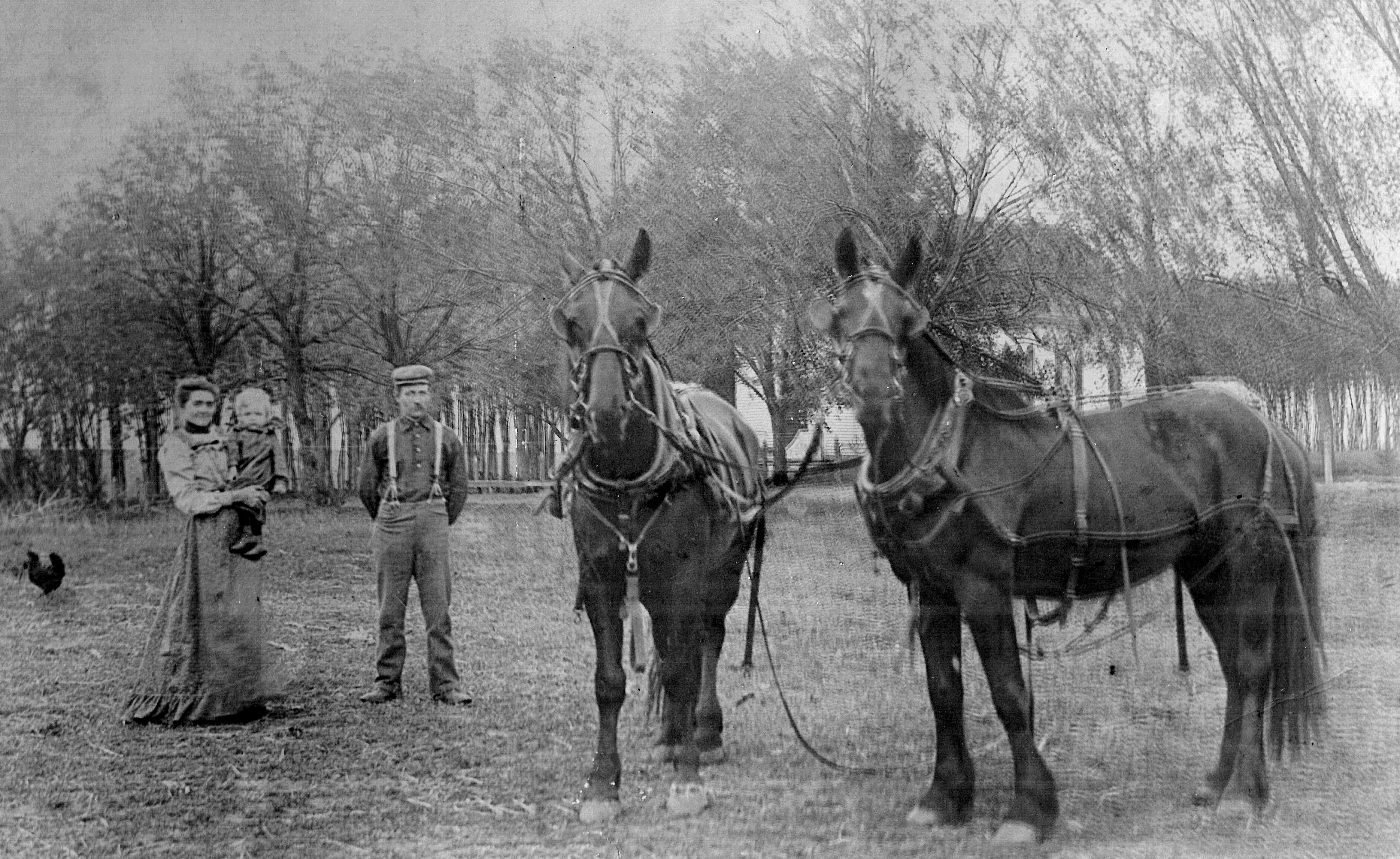 Victorian fashion farm couple and child with draft horses and chicken