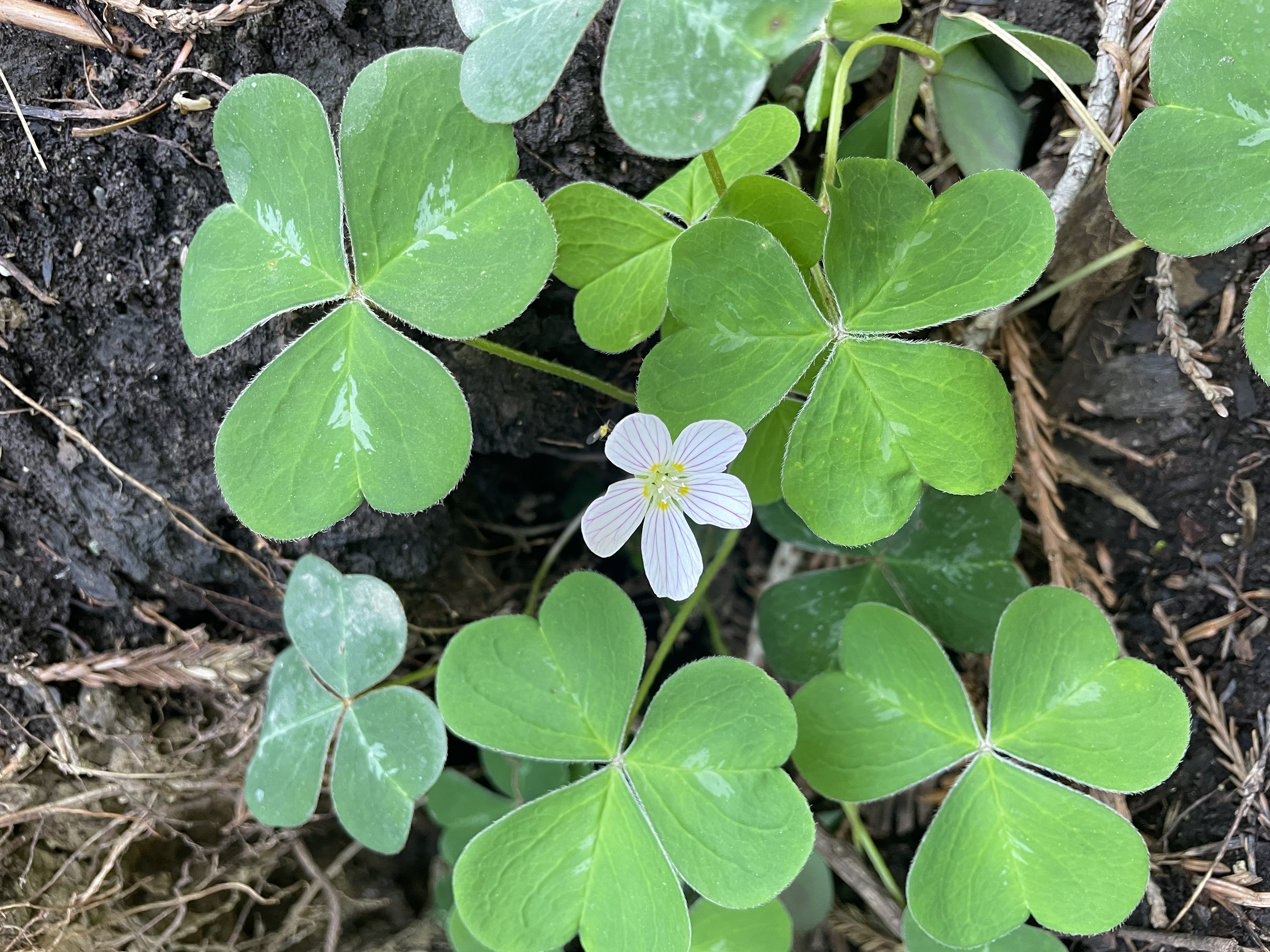 Picture of clovers 