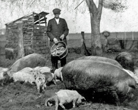 Farms  Farmer feeding pigs