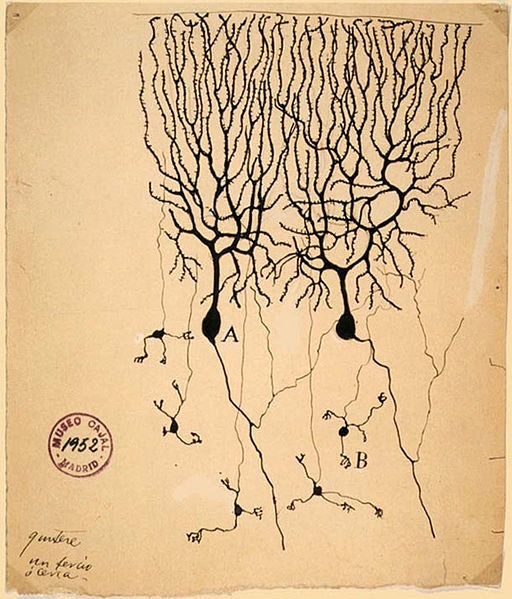 Neurones del cerebel dibuixades per Santiago Ramón y Cajal al 1899