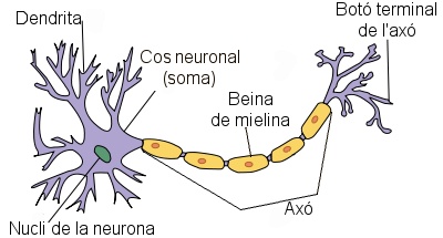 Font: http://commons.wikimedia.org/wiki/File:Neuron_labels_ca.png