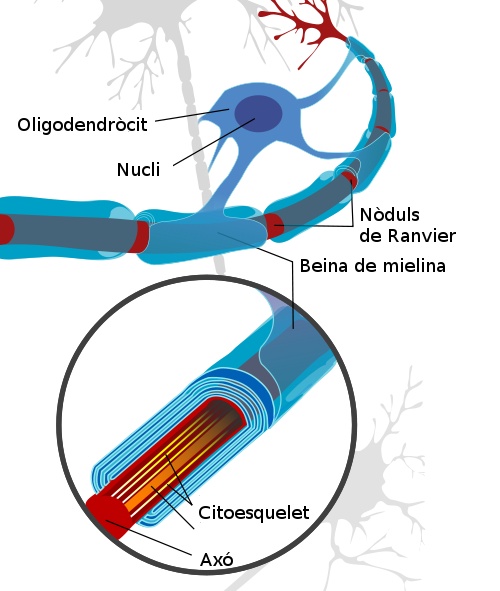 A partir de http://commons.wikimedia.org/wiki/File:Neuron_with_oligodendrocyte_and_myelin_sheath.svg