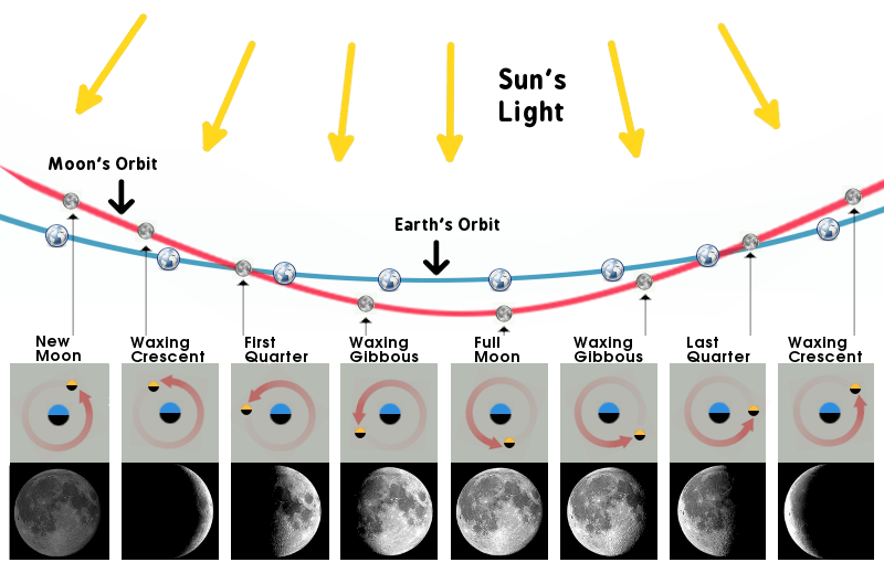 The phases of the moon pictured with the orbits of the earth and moon.