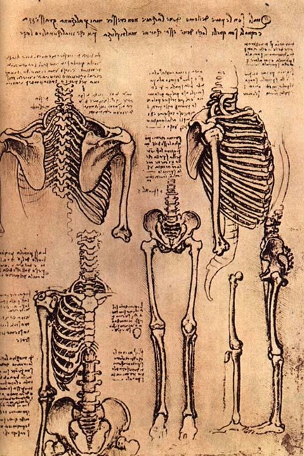 Da Vinci also had a deep understanding of the human skeleton. Source: commons.wikipedia.org