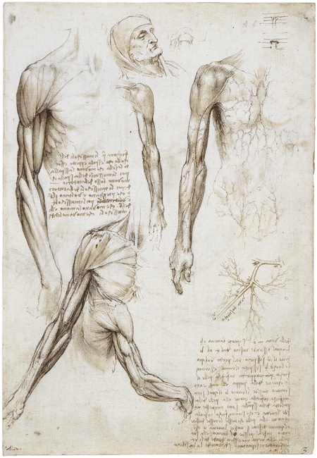Da Vinci's drawings demonstrate a thorough understanding of muscle structure. Source: commons.wikipedia.org.