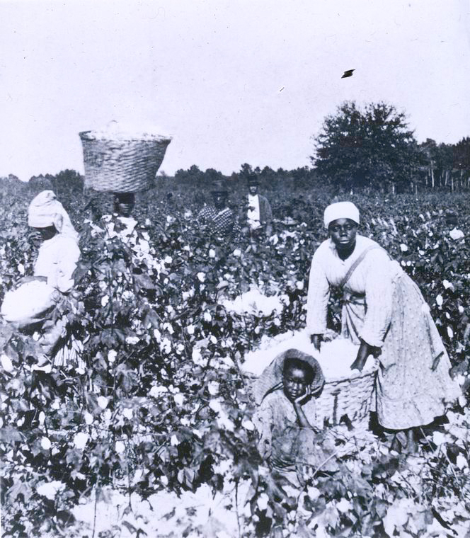 “Picking Cotton,” Author unknown [Public domain], via Digital Collections, The New York Public Library