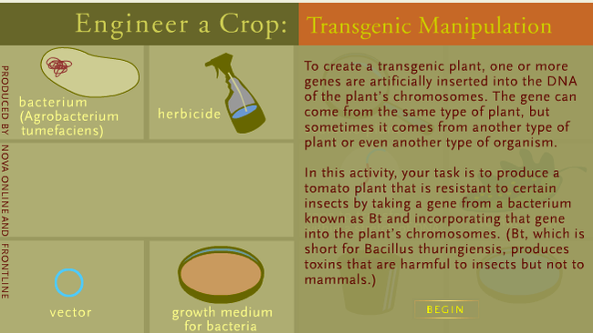 'Engineer a Crop' simulates the process of genetic modification. Click the link to the left to explore this resource.