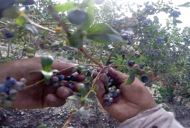 This is from the point of view of a migrant worker picking blueberries in New Jersey, July 2014.