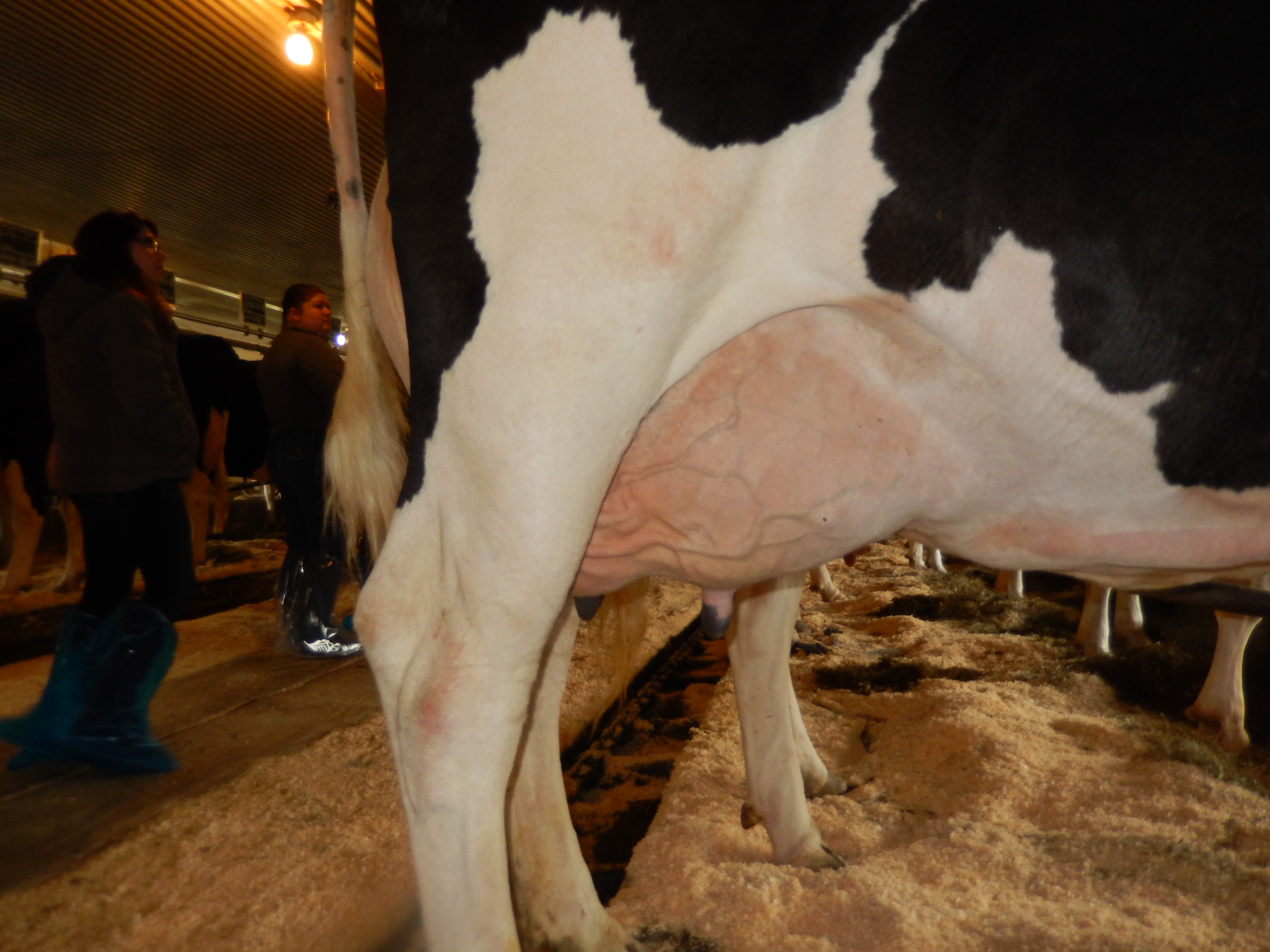 The most important reference and first thing to look at in judging lactating dairy cows is the udder in relation to the hock. This is called udder depth. The lower the udder is in relation to the hock, the more trouble the cow will have over time. This relates to the incidence of mastitis, injury, and the cow's freedom of movement.